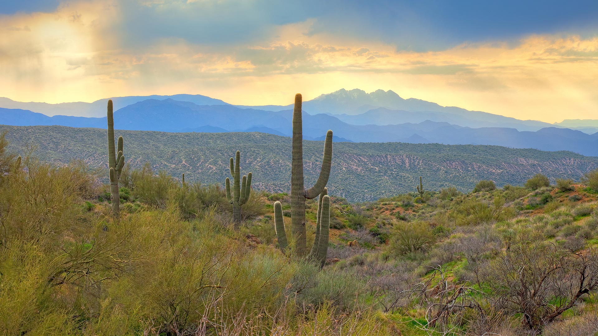 Cactus in the desert.